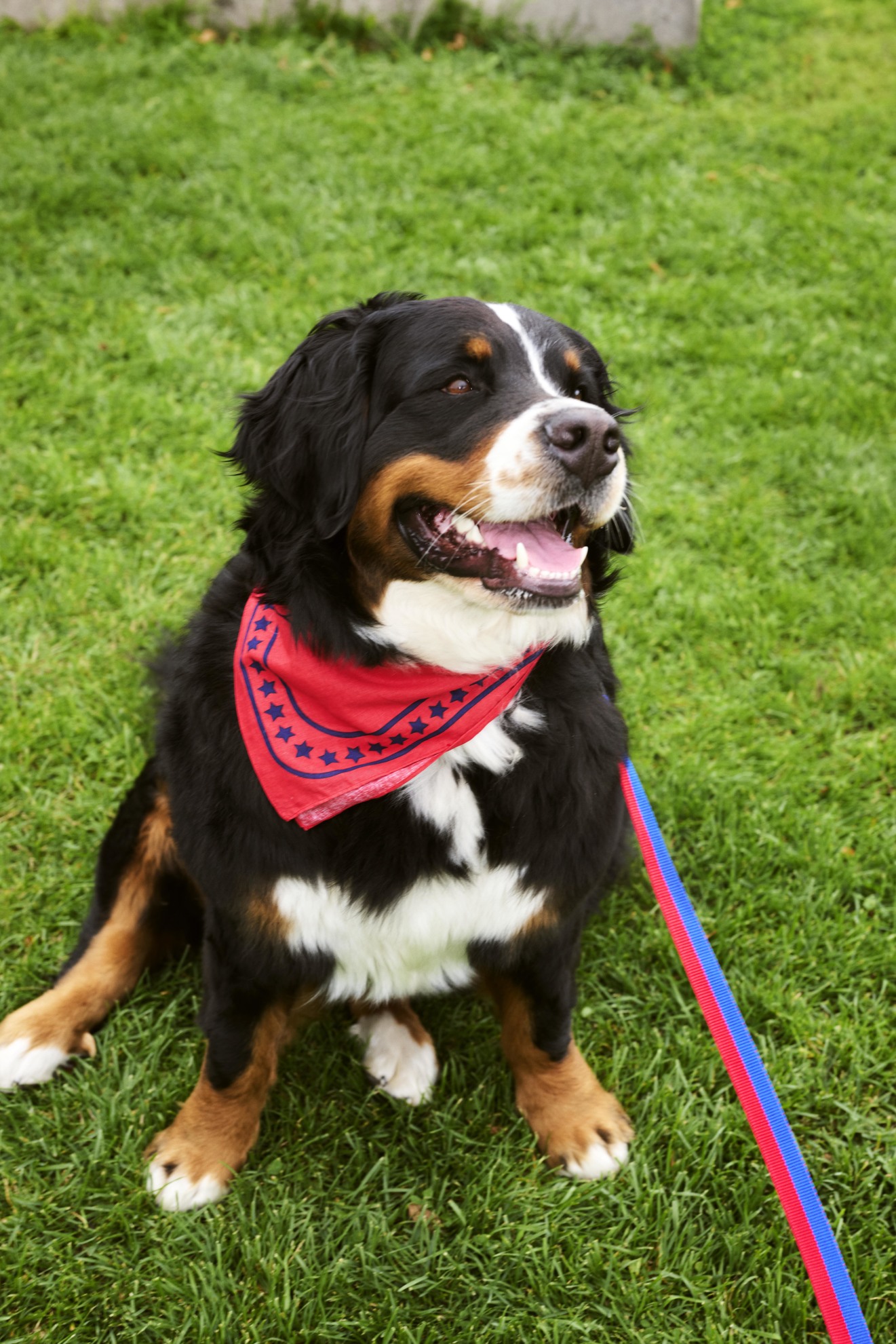 도그스 리쉬 플랫 레드 블루 라이프스타일 이미지 3